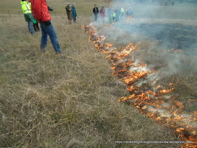 Bush Food Trail and Cultural Burning Ring logo